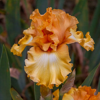 Classic Hues KickStart™ Bearded Iris