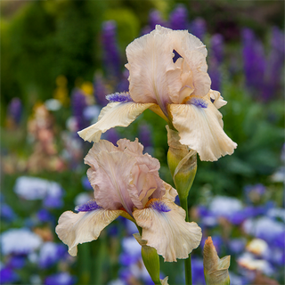 Concertina KickStart™ Reblooming Iris