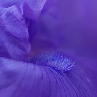 Dashing Reblooming Bearded Iris