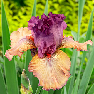 Finishing School German Iris