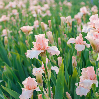 Beverly Sills Reblooming Iris