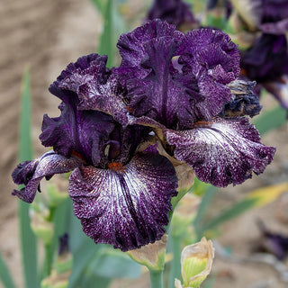 Grape Zebra™ Tall Bearded Iris