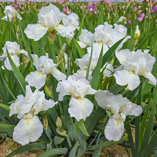 Immortality Reblooming Bearded Iris