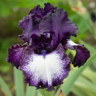 Oreo Bearded Iris
