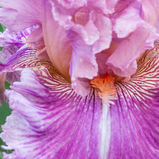 Just Witchery Bearded Iris