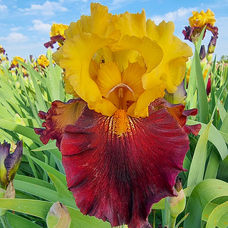 Kathy Chilton Reblooming Iris