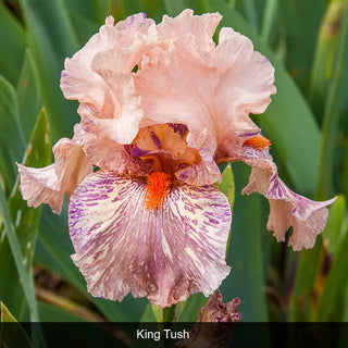 Bouquet Builders Romance Iris Collection