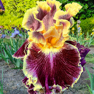 Montmartre Reblooming Iris