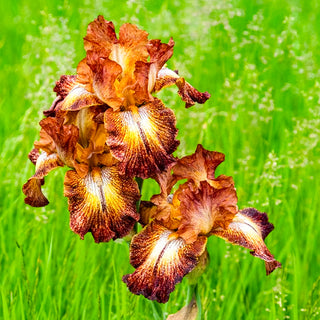 Paprika Fono's Reblooming Iris