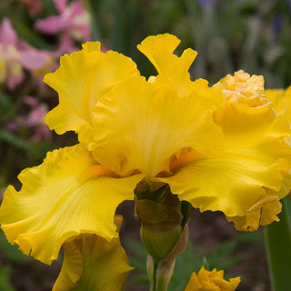 Picasso Moon Bearded Iris
