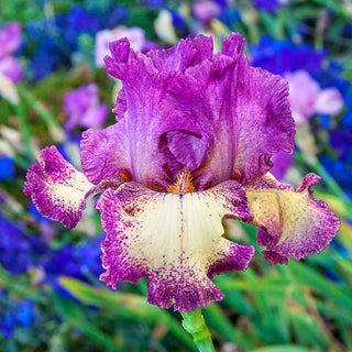 Rock Star Reblooming Iris