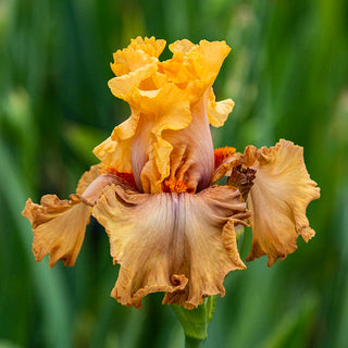 Rubenesque Reblooming Iris