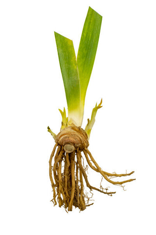 Rosalie Figge Reblooming Iris