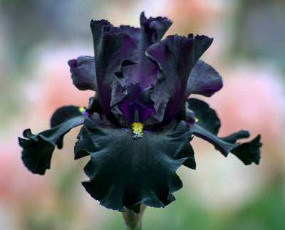 Bouquet Builders After Midnight Iris Collection