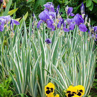 Pallida Variegated Silver Iris