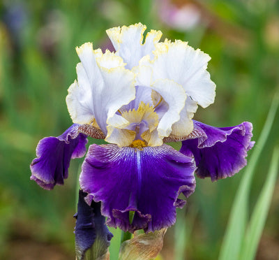 Bouquet Builders Romance Iris Collection