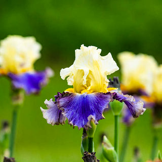 Style Traveller Bearded Iris