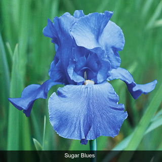 Bouquet Builders Singin' the Blues Collection