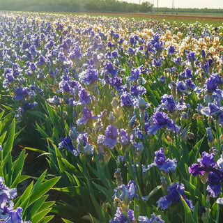 Victoria Falls Reblooming Iris