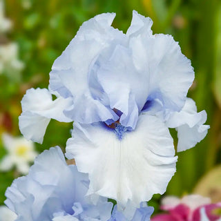 Winter Waltz Bearded Iris