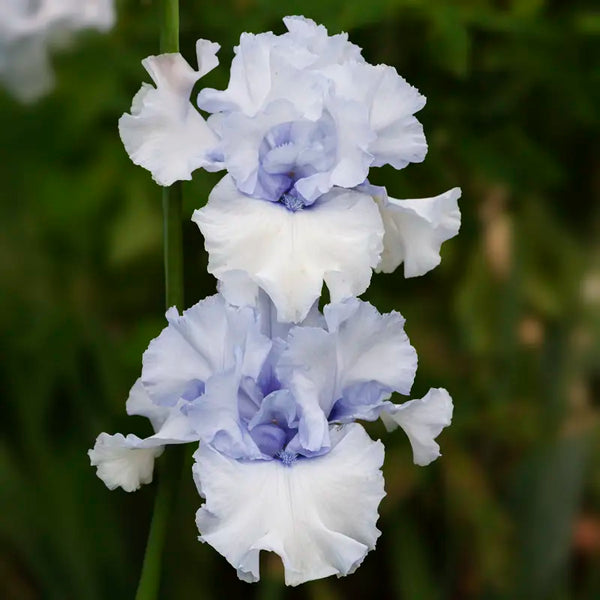 Iris_Winter_Walz_2010_Schreine