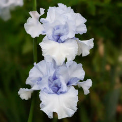 Winter Waltz Kickstart Iris - Shop Irises | Spring Hill