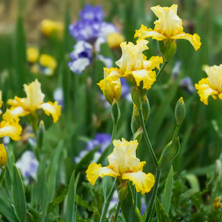 Zesting Lemons Bearded Iris