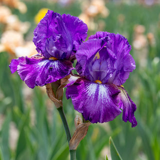 Aubergine A La Mode Reblooming Bearded Iris