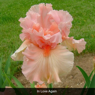 Bouquet Builders Romance Iris Collection