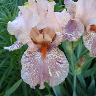 King Tush Bearded Iris