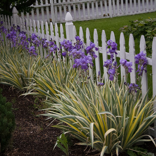 Pallida Variegata Gold Bearded Iris