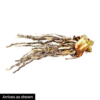 Cherry Fling Siberian Iris