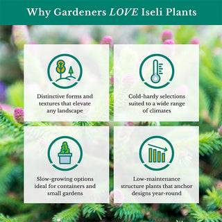 Fernspray Gold Hinoki Cypress