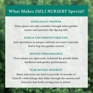 Fernspray Gold Hinoki Cypress