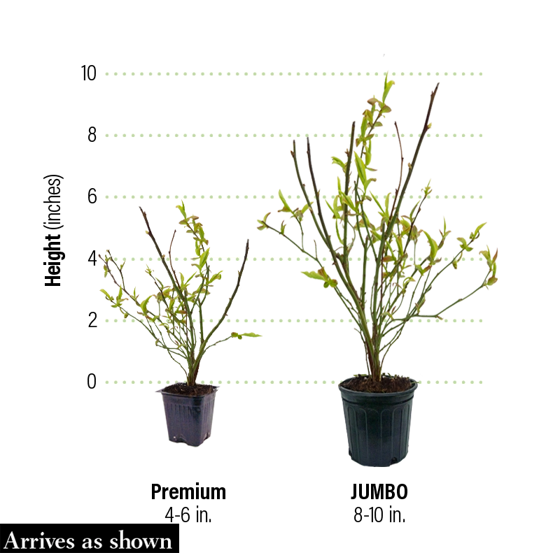 best size pot for blueberry plant Tophat Dwarf Blueberry