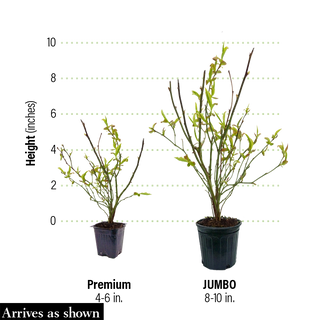 Tophat Patio Blueberry