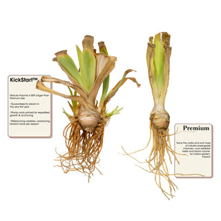 Cheetah Cheese Bearded Iris