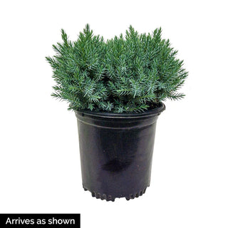 Blue Star Juniper