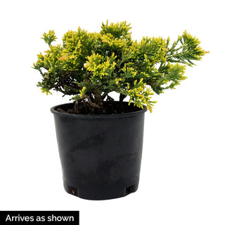 Mother Lode Juniper