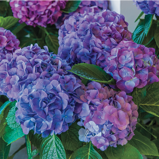 L.A. Dreamin'® Hydrangea