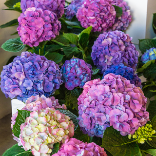 L.A. Dreamin'® Hydrangea