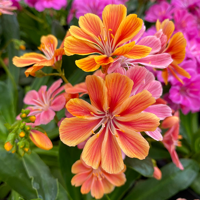 lewisia plant care indoors Elise Lewisia