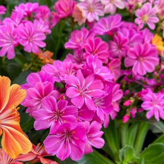 Elise Lewisia