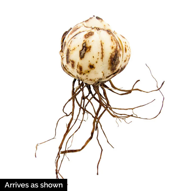 asiatic lily bulbs Shop Tiny Massive Asiatic Lily Bulbs