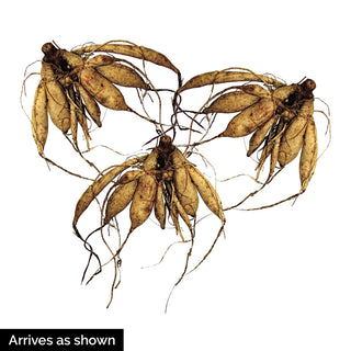 Boom Boom White Dahlia