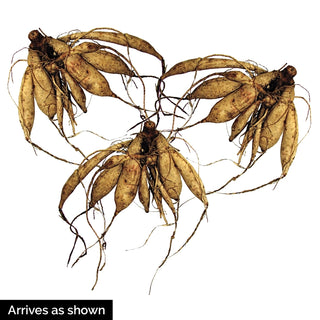 Bloomquist Amazing Dahlia