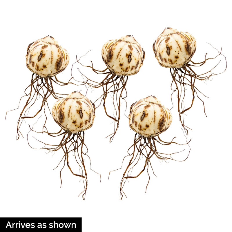 dividing asiatic lily bulbs Elodie Double Asiatic Lily – Spring Hill Nurseries