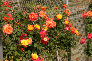 Joseph's Coat Climbing Rose