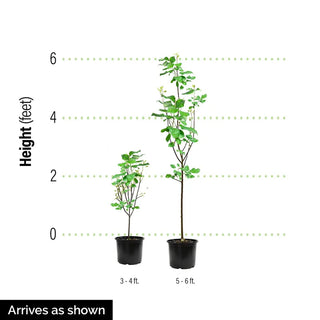 Geisha Gone Wild Japanese Maple