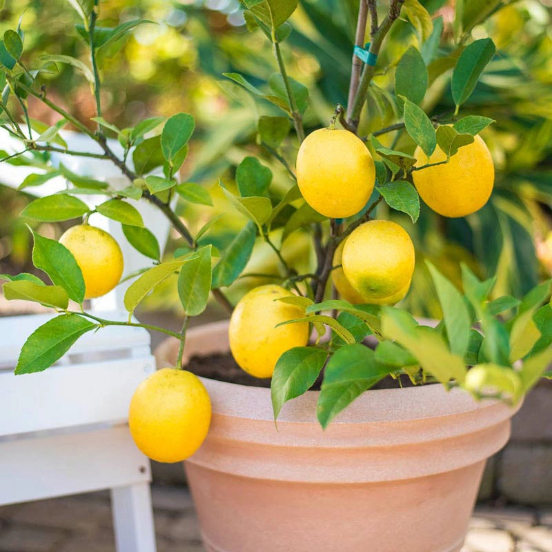 Beautiful Spring Hill Meyer Lemons in a indoor patio setting